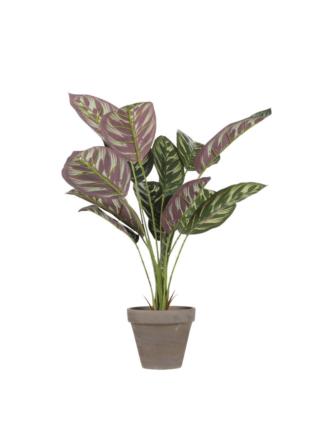 Calathea bordeaux in pot Stan grey