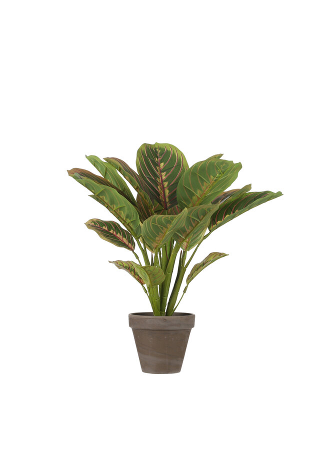 Calathea d.groen in pot Stan grey d11,5cm