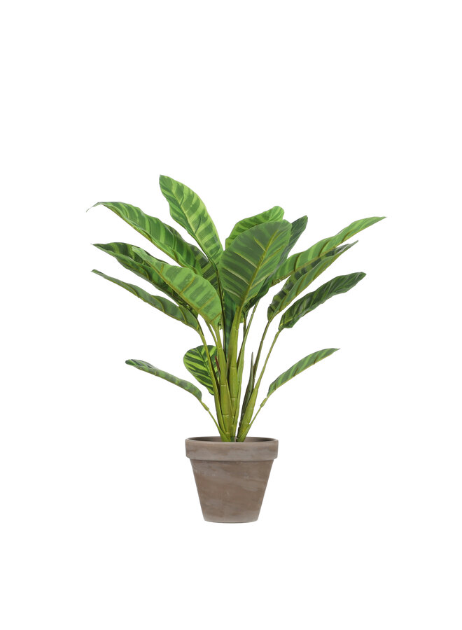 Calathea l.groen in pot Stan grey d11,5cm