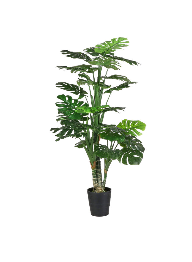 Monstera in plastic pot groen