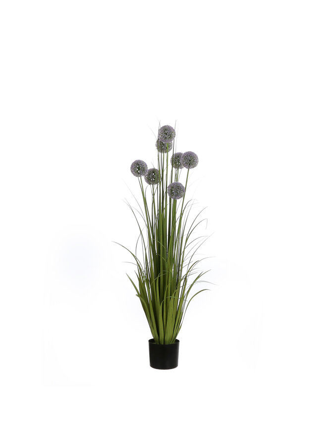 Allium in plastic pot paars