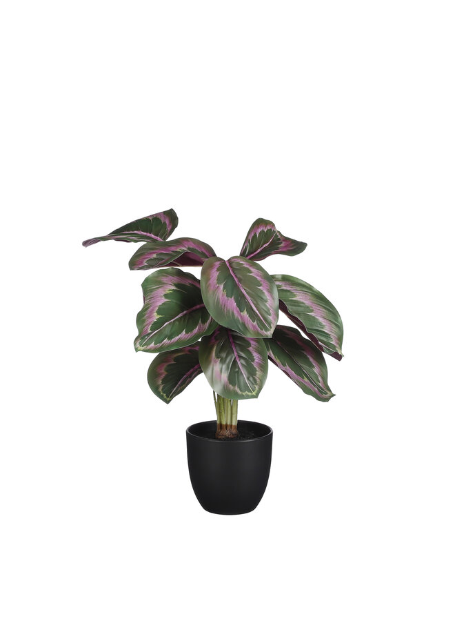 Calathea makoyana in pot groen