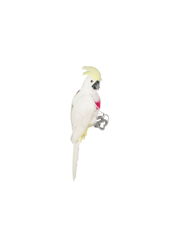 Parrot white