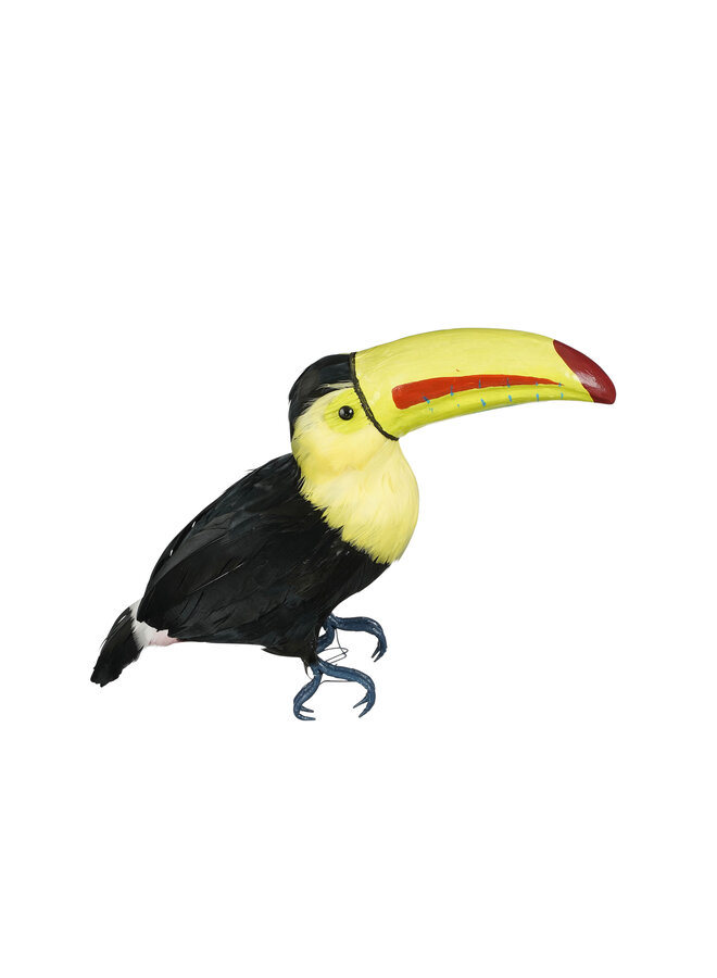 Parrot black