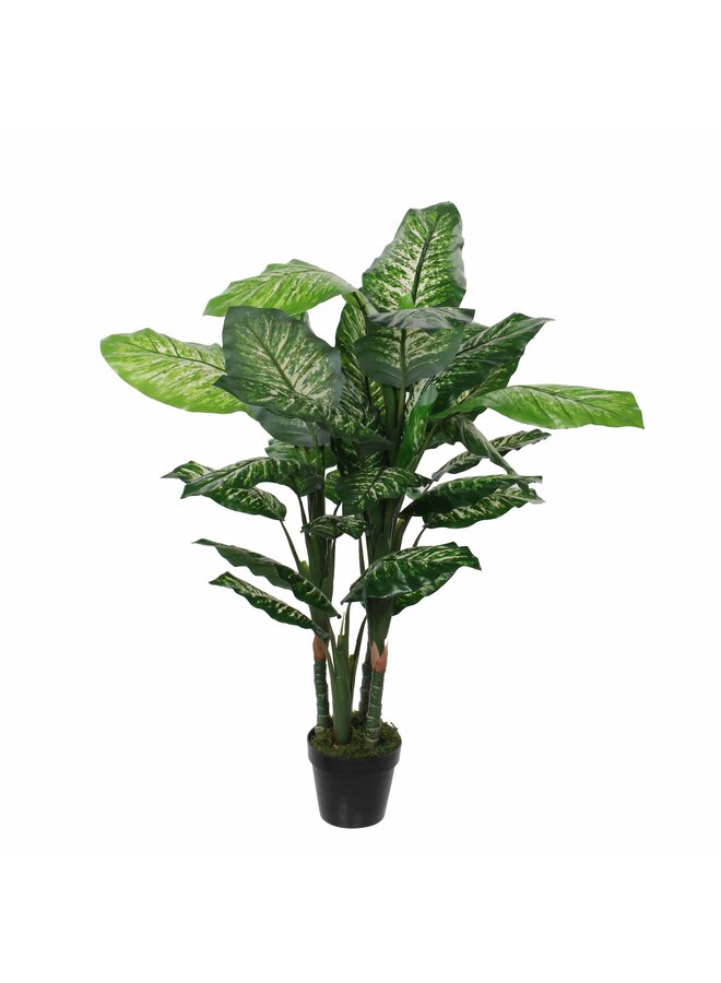 Dieffenbachia in pot groen