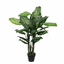 Dieffenbachia in pot green