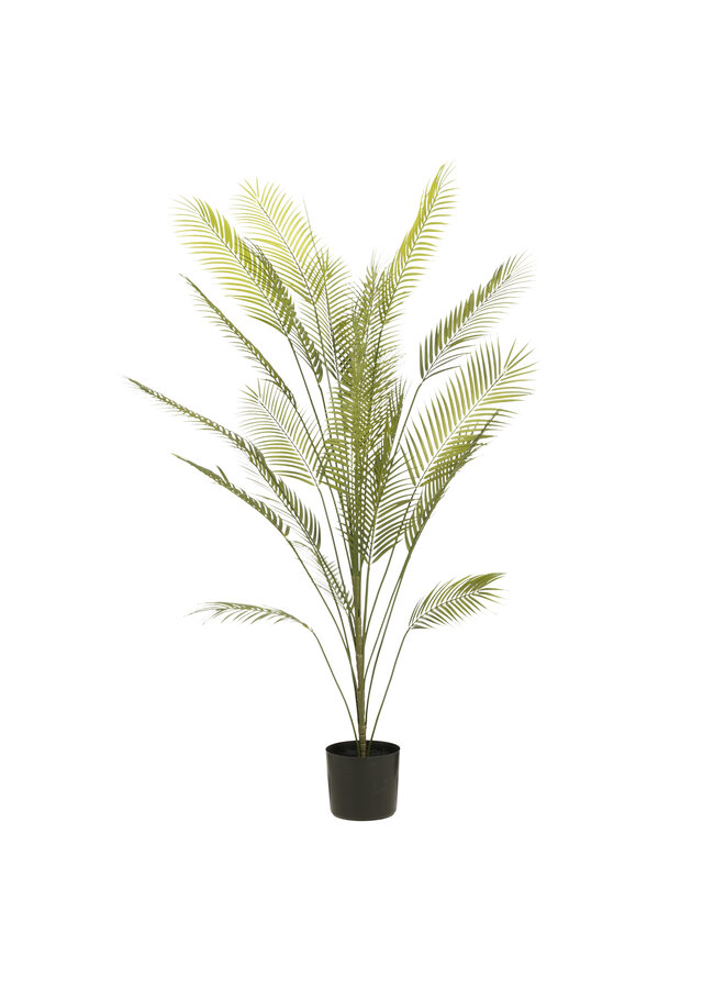 Areca palm in pot green