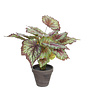 Begonia rood in pot Stan grijs