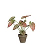 Caladium paars in pot Stan grijs d9cm