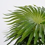 Palm groen in pot Stan grijs d11,5cm