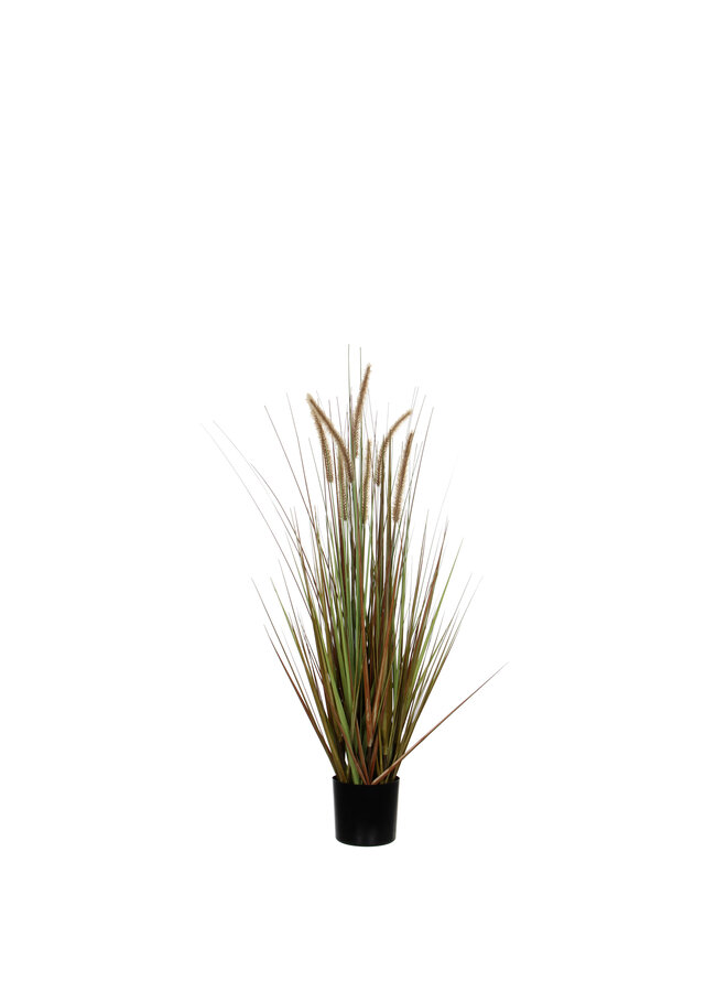 Pluimgras dogtail groen in pot