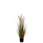 Pluimgras dogtail groen in pot