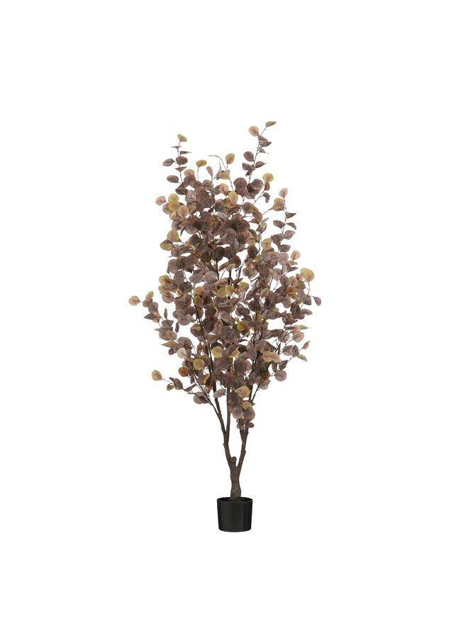 Eucalyptus boom in pot brons