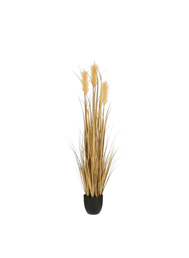 Pluimgras gras in pot goud