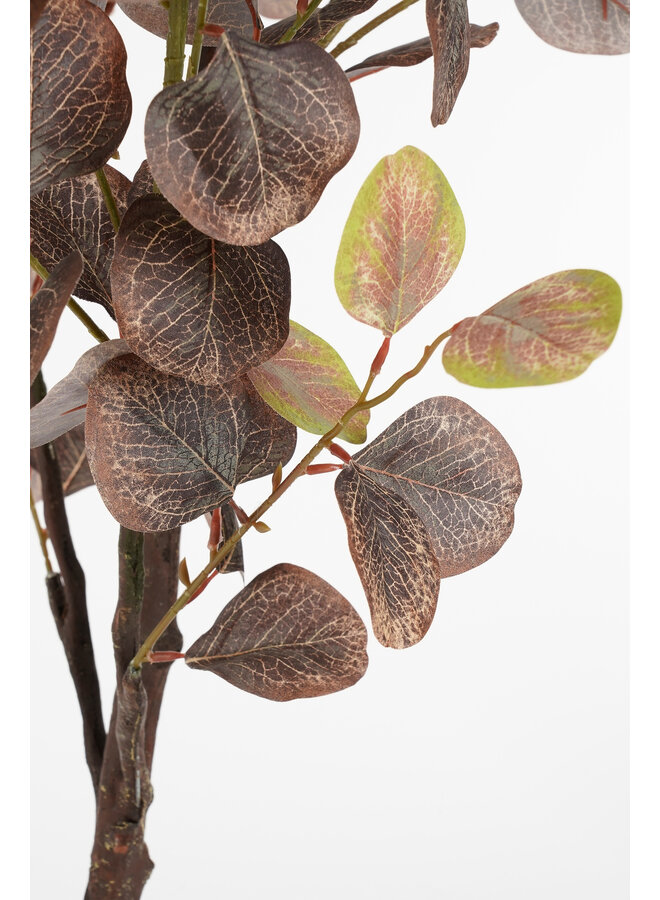 Eucalyptus boom in pot brons