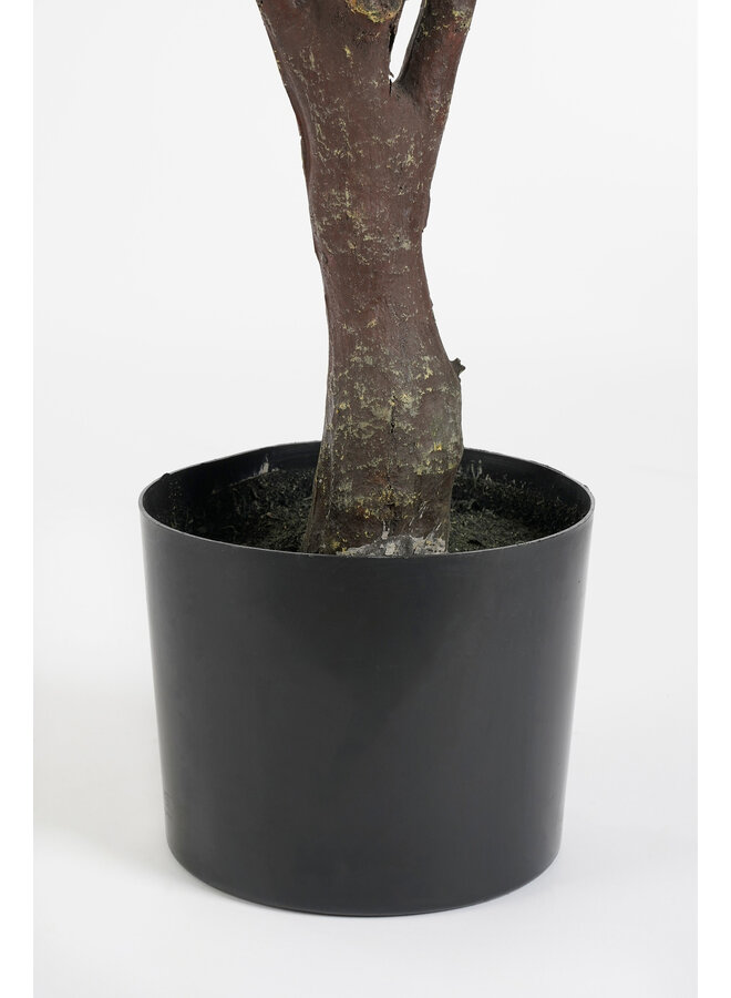 Eucalyptus boom in pot brons