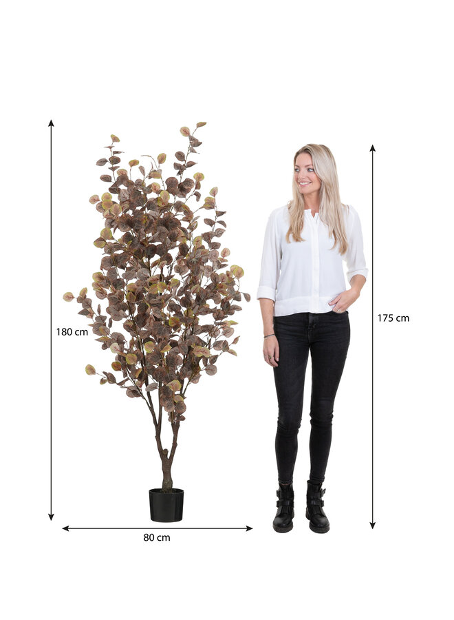 Eucalyptus boom in pot brons