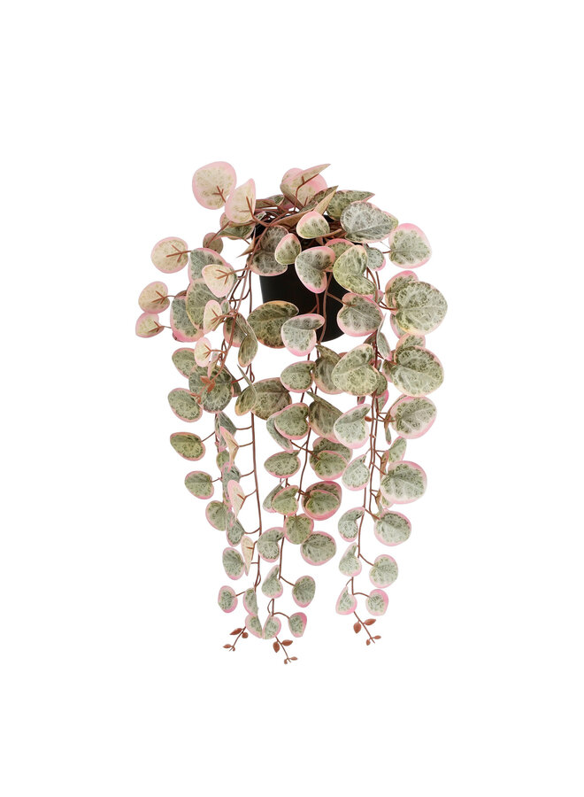Ceropegia woodii hangend in pot roze
