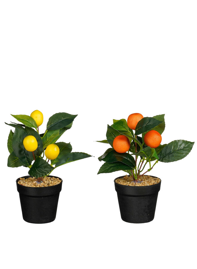 Lemon tree orange tree in pot orange yellow 2 ass.
