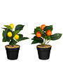 Lemon tree orange tree in pot orange yellow 2 ass.