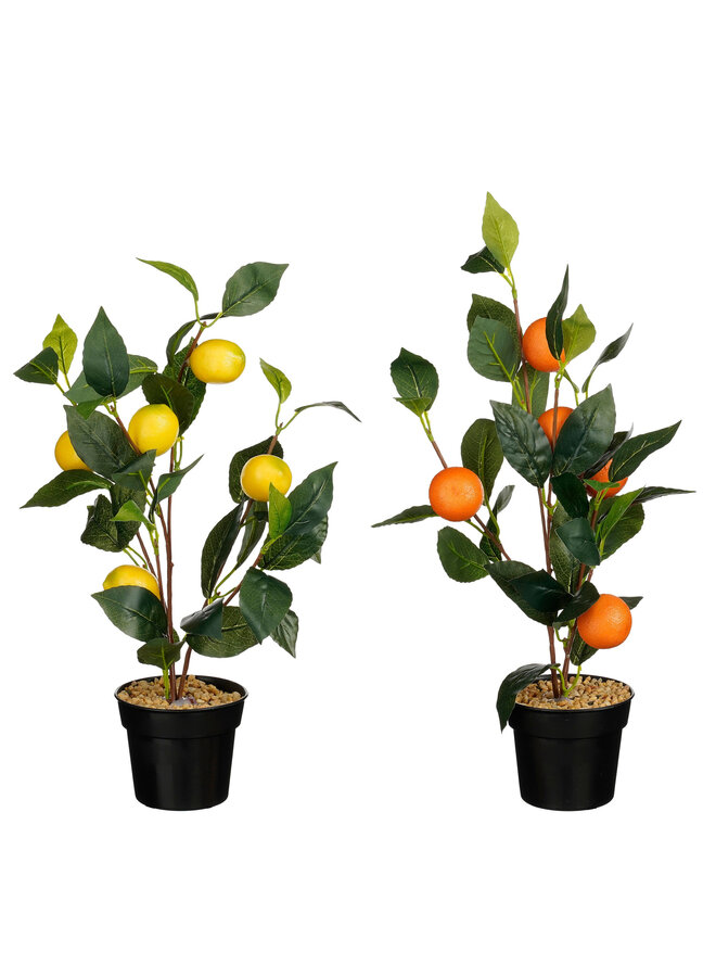 Citroen boom sinaasappelboom in pot geel oranje 2 assorti