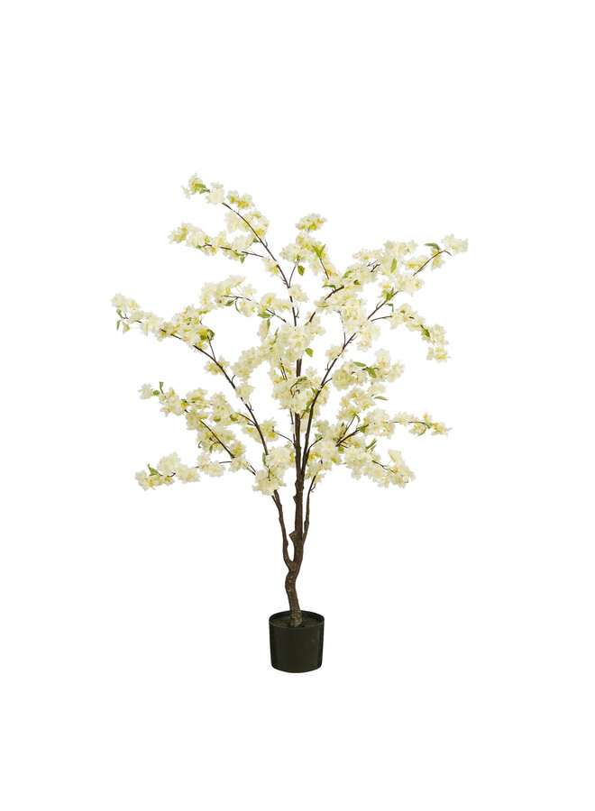 Blossom tree in pot cream