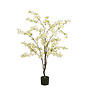 Blossom tree in pot cream