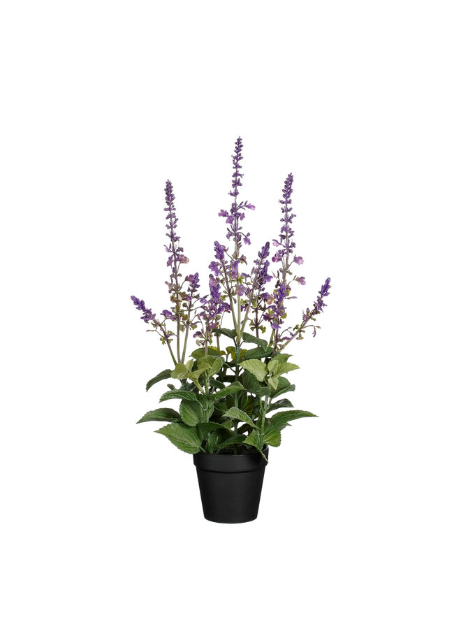 Coleus in pot purple