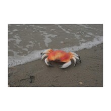 Decoratie Krab
