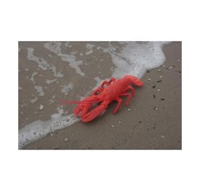 Kreeft als decoratie