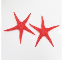 Zeester als decoratie