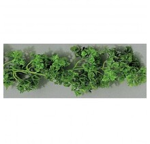 Bosje peterselie per 6 stuks