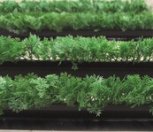 Decoratie groen Divider  peterselie