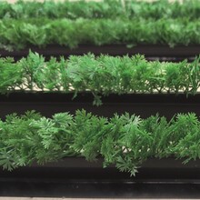 Decoratie groen Divider  peterselie