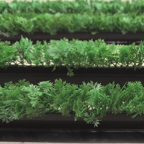 Decoratie groen Divider  peterselie