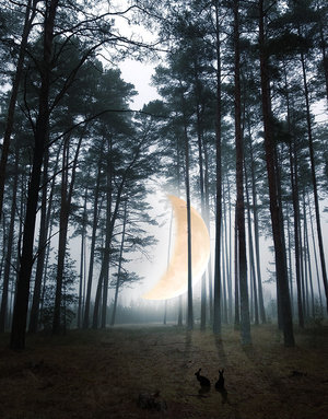 MARTA BARCIKOWSKA A3 Print - Moon River Woods