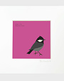 BEX SHELFORD Mounted Print - Coal Tit