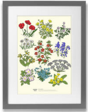 CLOVER RUA A4 Print Irish Wildflower