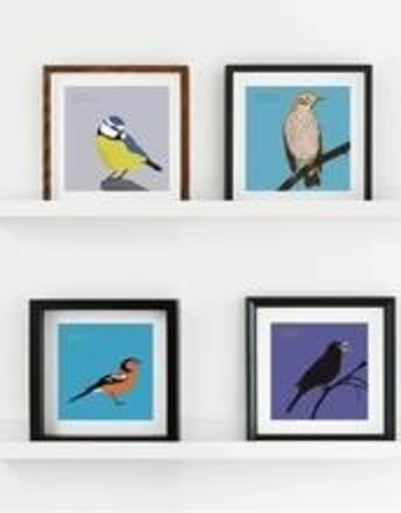 BEX SHELFORD Framed Print - Robin