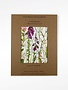 KILCOE STUDIOS Greeting Card Pack - Irish Hedgerow Four Seasons