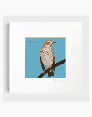 BEX SHELFORD Mounted Print - Song Thrush