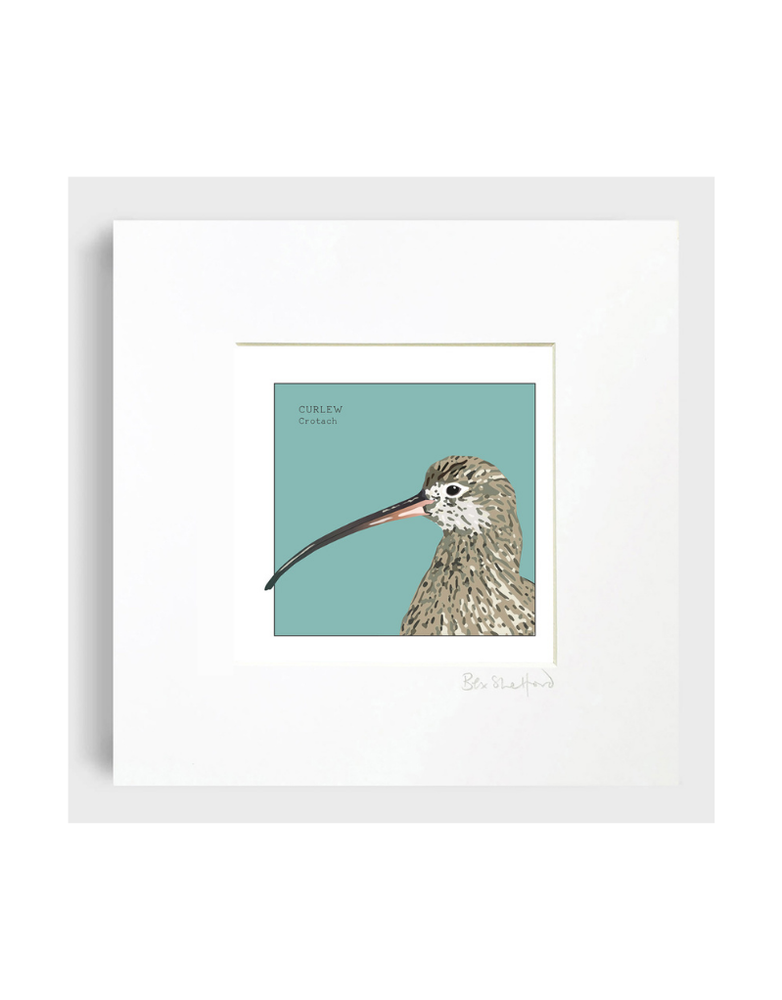 BEX SHELFORD Mounted Print - Curlew