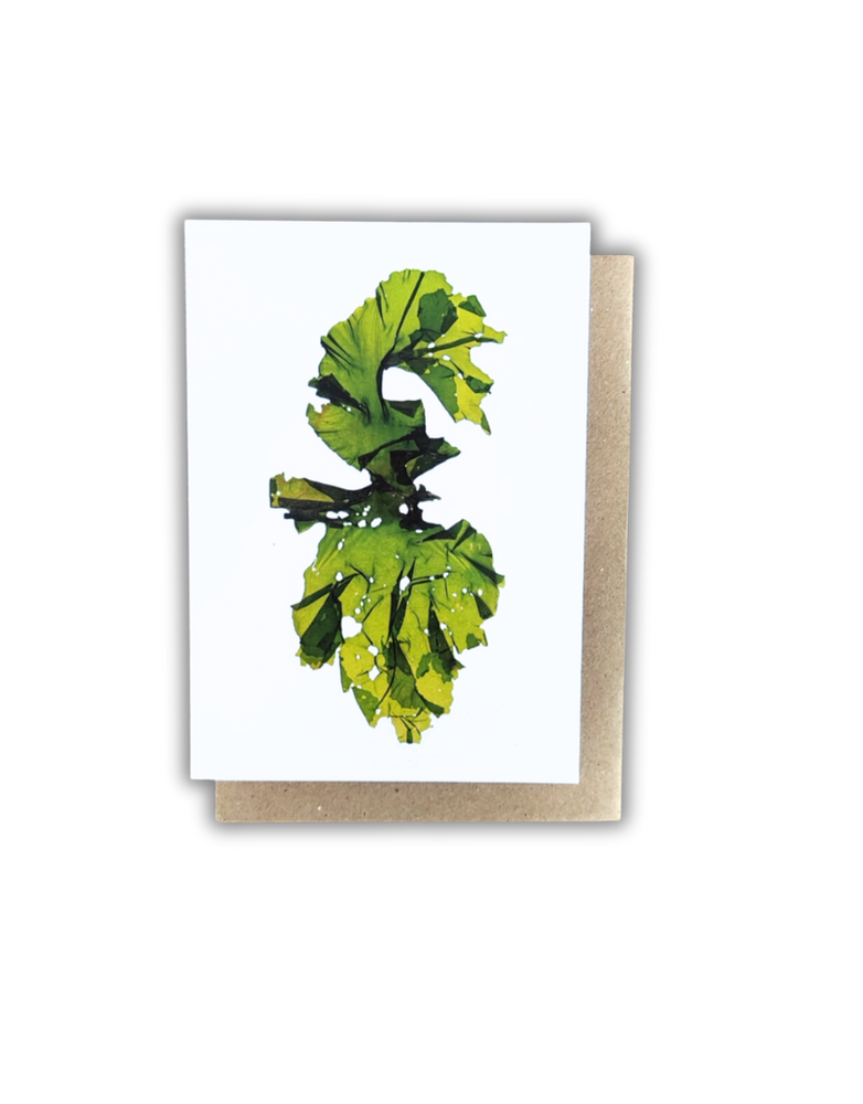 SEA STÓR Card - Glasán/Sea Lettuce