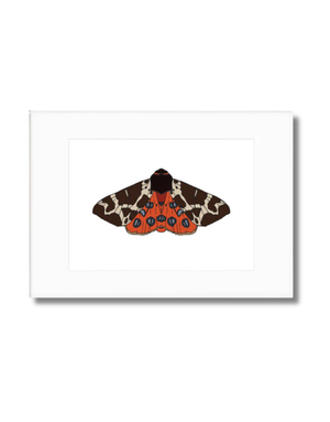 ANNE HARRINGTON REES A3 Mounted Print - Garden Tiger Moth