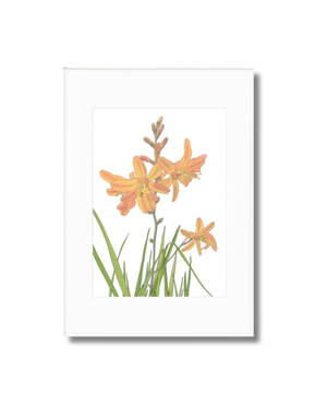 ANNE HARRINGTON REES A3 Mounted Print - Montbretia