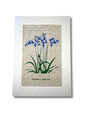 JUPITER RED A4 Linen Art Print  - Bluebell Oat