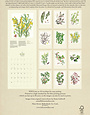 KILCOE STUDIOS Calendar 2025 - Native Irish Trees and Shrubs with Irish Moths