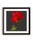 MY SHOP COLLECTION Framed Print- Geranium