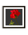 MY SHOP COLLECTION Framed Print- Geranium