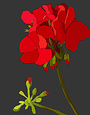 MY SHOP COLLECTION Framed Print- Geranium